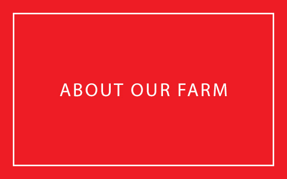 About Our Farm